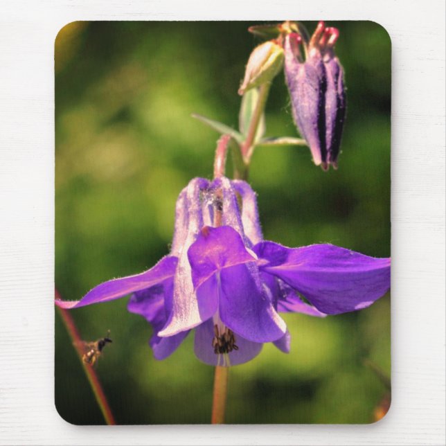Bee On Columbine Flower  Mouse Mat (Front)