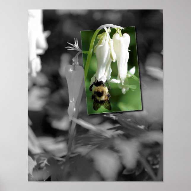 Bee On Columbine Flower Partial Colour Poster (Front)