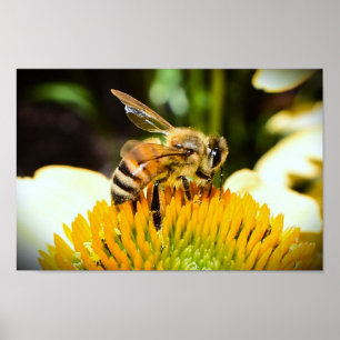 Bee on Coneflower, Poster