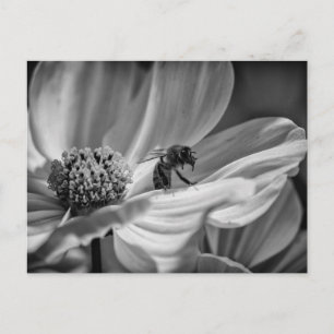 Bee on Cosmo Flower – Postcard