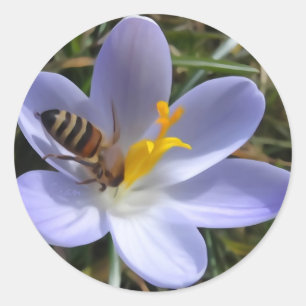bee on crocus classic round sticker