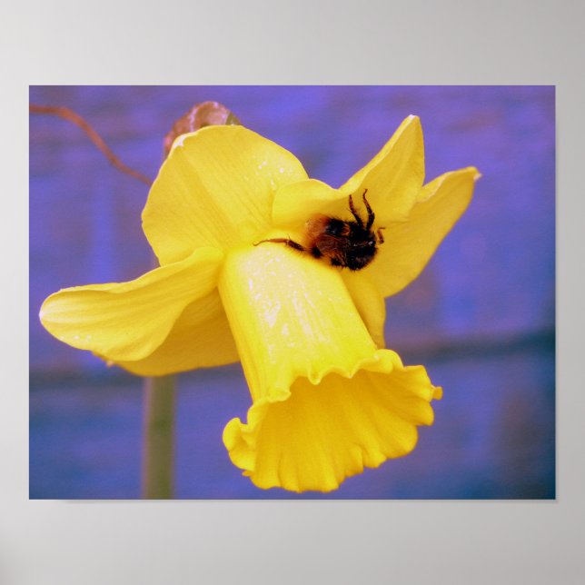 Bee On Daffodil Poster (Front)