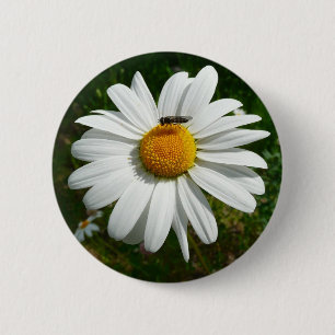 Bee on Daisy Alaskan Summer Nature Photo 6 Cm Round Badge