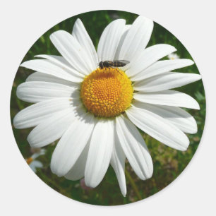 Bee on Daisy Alaskan Summer Nature Photo Classic Round Sticker