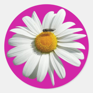 Bee on Daisy Alaskan Summer Nature Photo Classic Round Sticker
