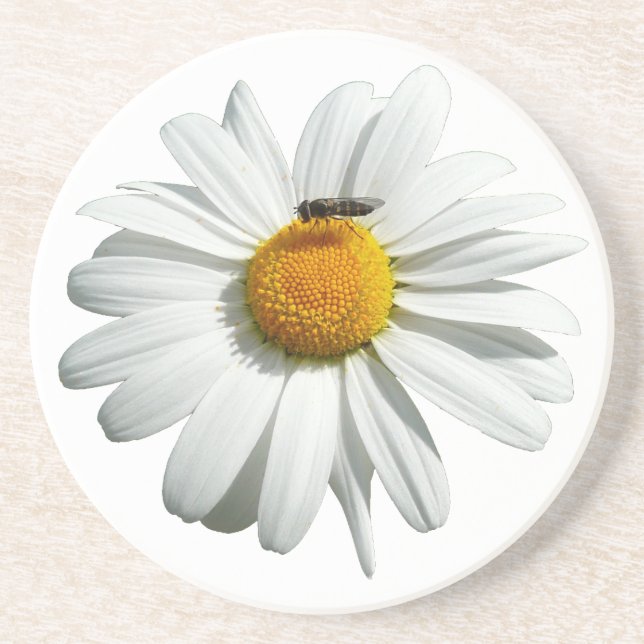 Bee on Daisy Alaskan Summer Nature Photo Coaster (Front)