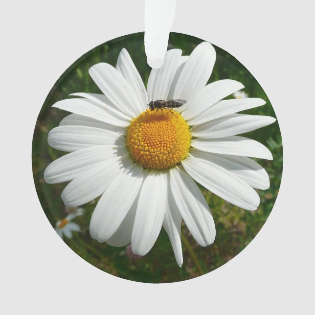 Bee on Daisy Alaskan Summer Nature Photo Ornament (Front)