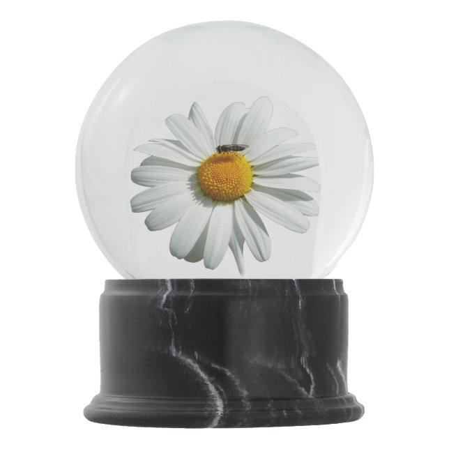 Bee on Daisy Alaskan Summer Nature Photo Snow Globe (Front)