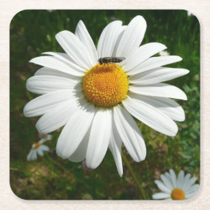 Bee on Daisy Alaskan Summer Nature Photo Square Paper Coaster