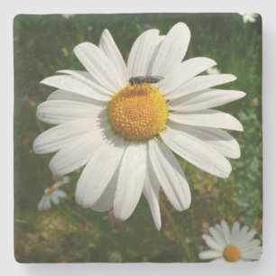 Bee on Daisy Alaskan Summer Nature Photo Stone Coaster