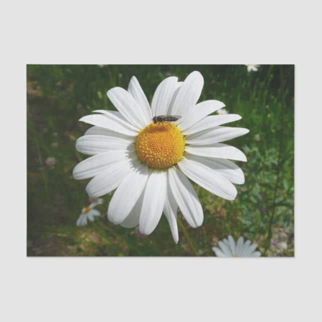 Bee on Daisy Alaskan Summer Nature Photo Tissue Paper (Front)