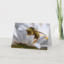 Bee On Daisy - Beautiful Daisy  Thank You Card