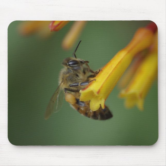 Bee on Firebush Mouse Mat (Front)