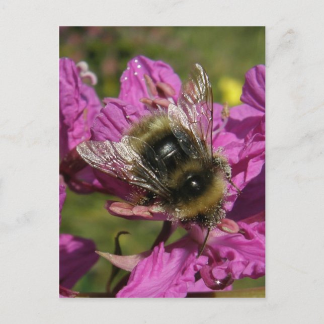 Bee on Fireweed, Unalaska Island Postcard (Front)