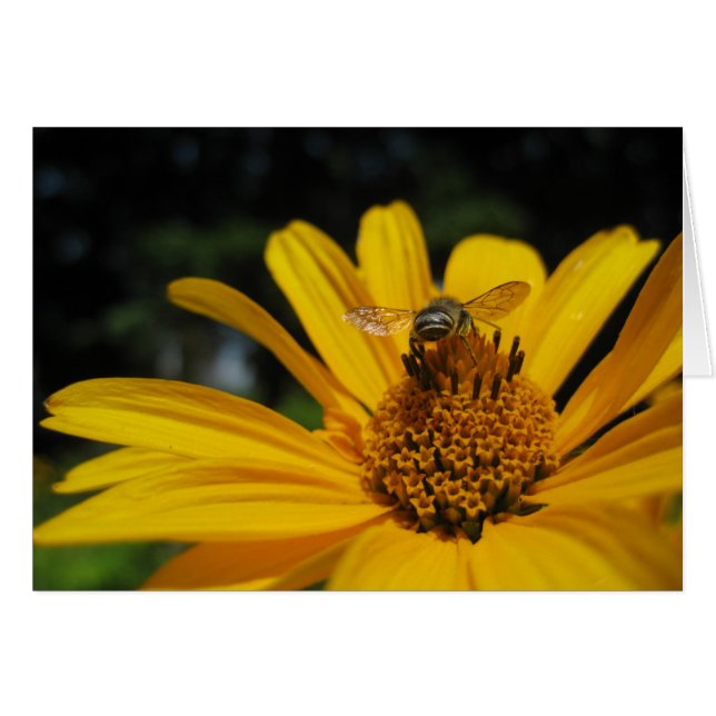 Bee on flower (Front Horizontal)