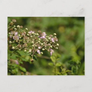 Bee on flower postcard