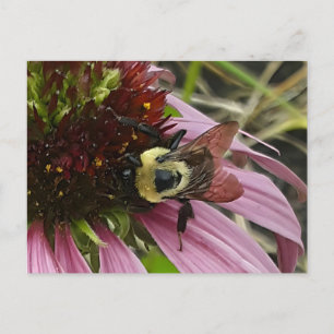 Bee On Flower Postcard
