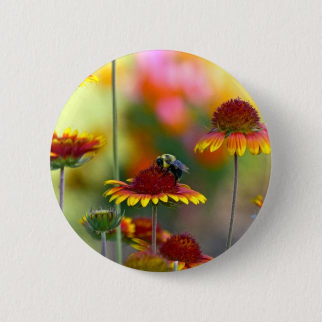 Bee on Gaillardia 6 Cm Round Badge (Front)