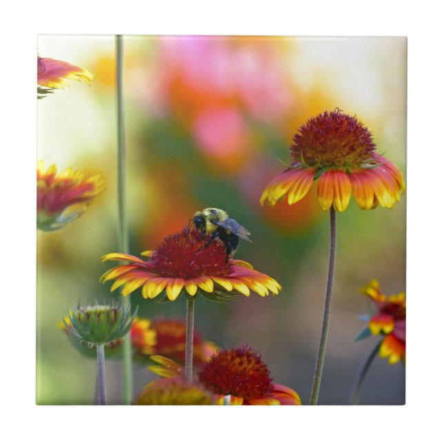 Bee on Gaillardia Tile (Front)