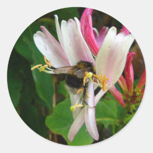 BEE ON HONEYSUCKLE Stickers