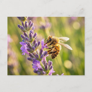 Bee on Lavender Postcard
