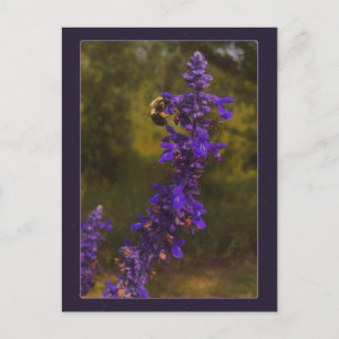 bee on lavender postcard
