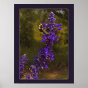 bee on lavender  poster