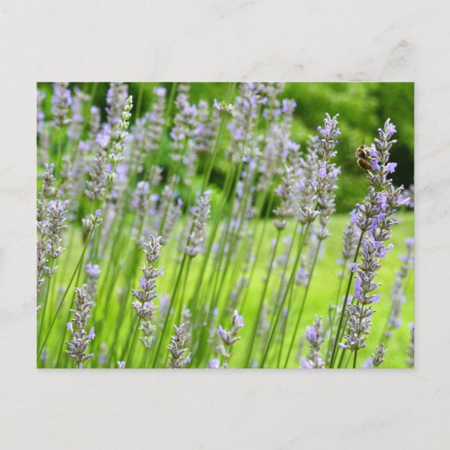 Bee on Lavender Summer Floral Postcard (Front)