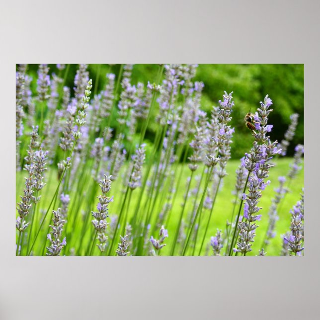 Bee on Lavender Summer Floral Poster (Front)