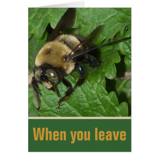 Bee on Lemon Balm (Front)
