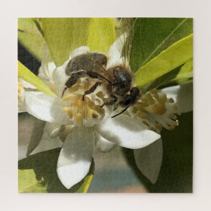 Bee on  Lemon Blossom Jigsaw Puzzle