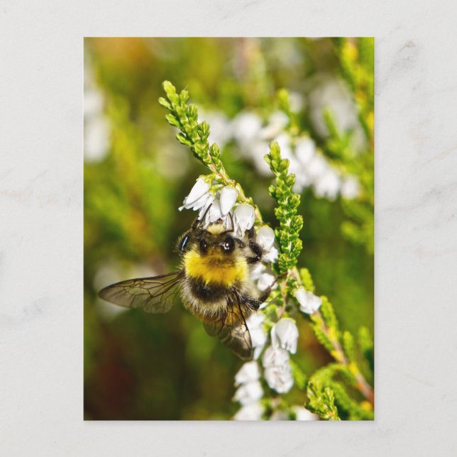 Bee on Lucky White Heather Postcard (Front)