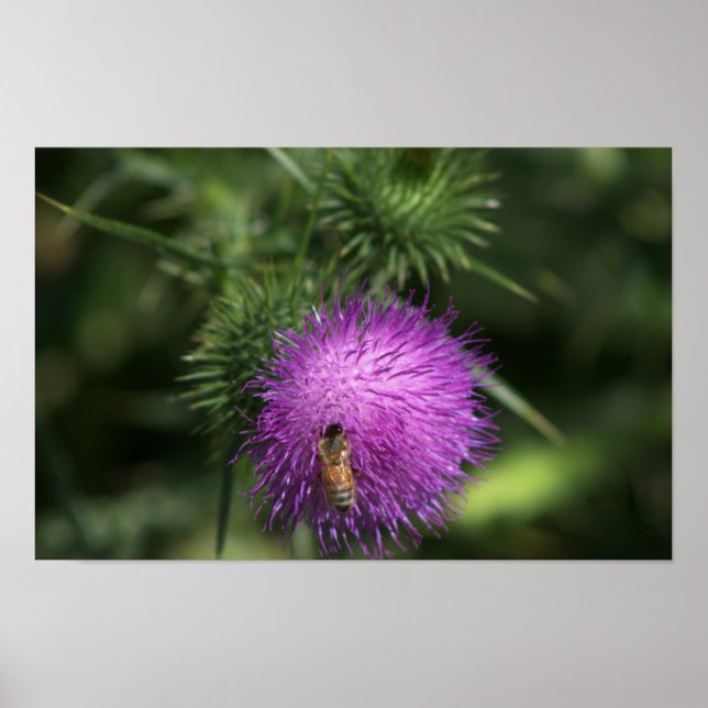 Bee on Milk Thistle Poster (Front)