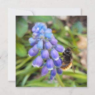 Bee on Muscari Armeniacum , Grape Hyacinth