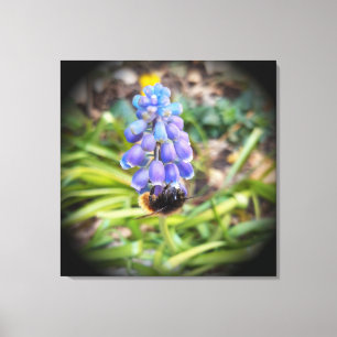 Bee on Muscari Armeniacum , Grape Hyacinth Canvas Print