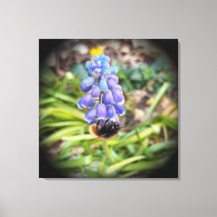 Bee on Muscari Armeniacum , Grape Hyacinth Canvas Print