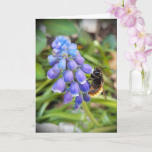 Bee on Muscari Armeniacum , Grape Hyacinth Card