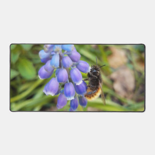 Bee on Muscari Armeniacum , Grape Hyacinth Desk Mat