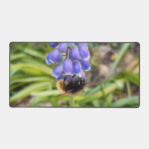 Bee on Muscari Armeniacum , Grape Hyacinth Desk Mat