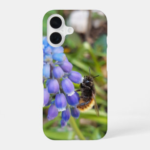 Bee on Muscari Armeniacum , Grape Hyacinth iPhone 16 Case