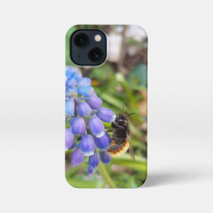 Bee on Muscari Armeniacum , Grape Hyacinth iPhone 13 Mini Case