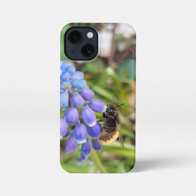 Bee on Muscari Armeniacum , Grape Hyacinth iPhone Case (Back)