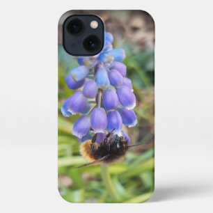 Bee on Muscari Armeniacum , Grape Hyacinth iPhone 13 Case