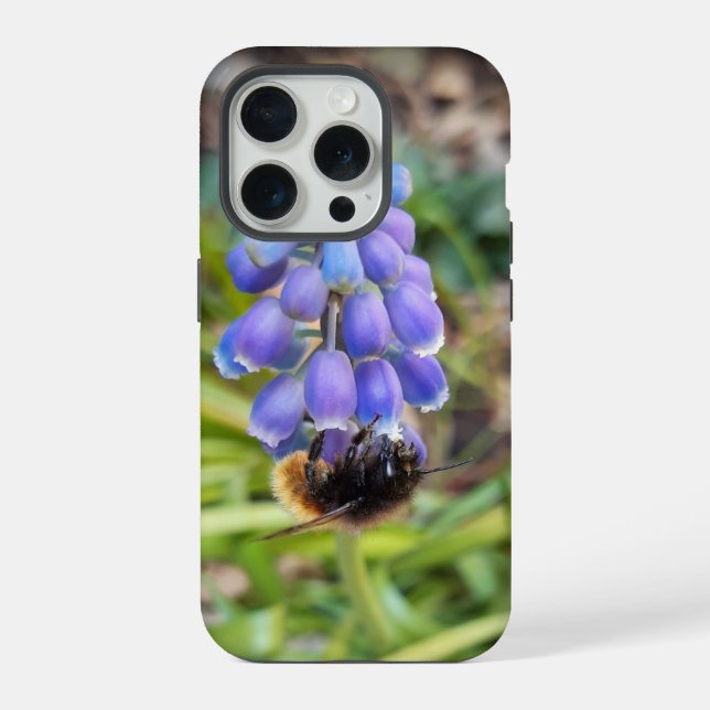 Bee on Muscari Armeniacum , Grape Hyacinth iPhone Case (Back)