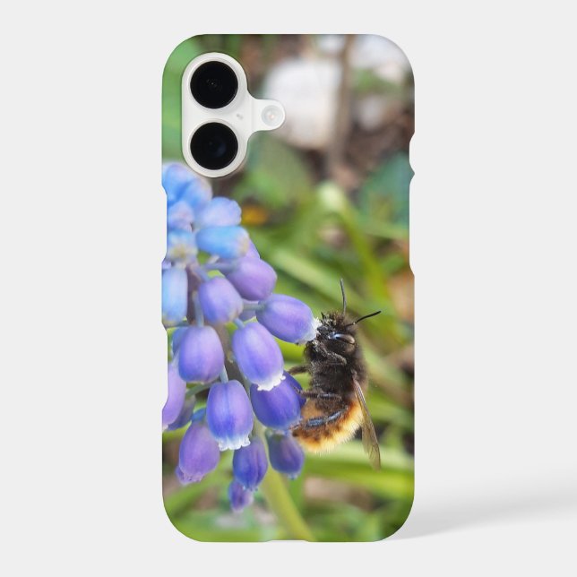 Bee on Muscari Armeniacum , Grape Hyacinth iPhone Case (Back)