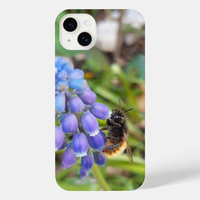 Bee on Muscari Armeniacum , Grape Hyacinth iPhone Case (Back)