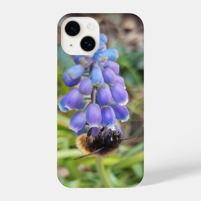 Bee on Muscari Armeniacum , Grape Hyacinth iPhone Case (Back)