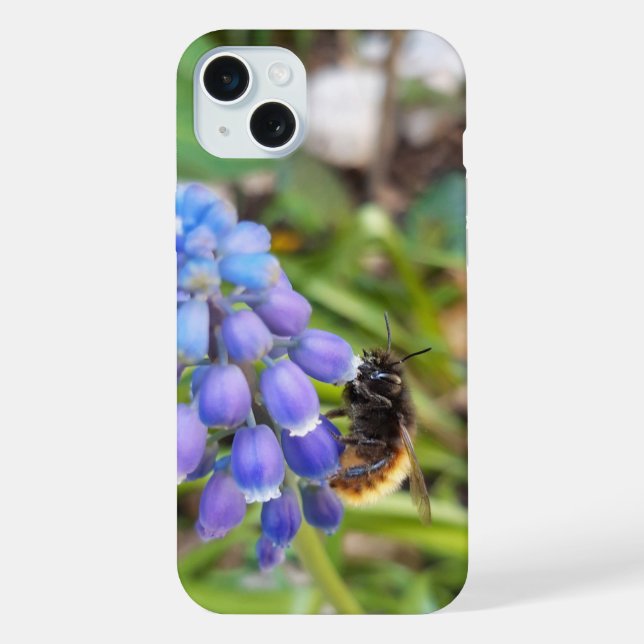 Bee on Muscari Armeniacum , Grape Hyacinth iPhone Case (Back)