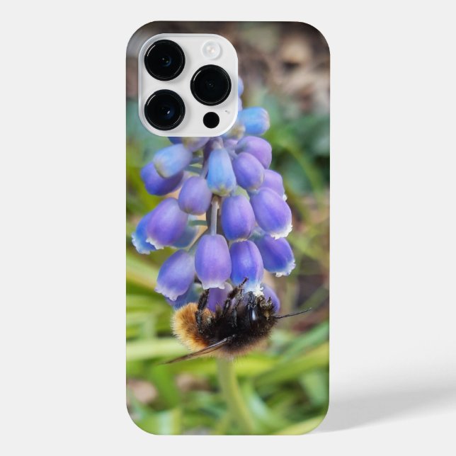 Bee on Muscari Armeniacum , Grape Hyacinth iPhone Case (Back)