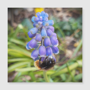 Bee on Muscari Armeniacum Grape Hyacinth magnetic